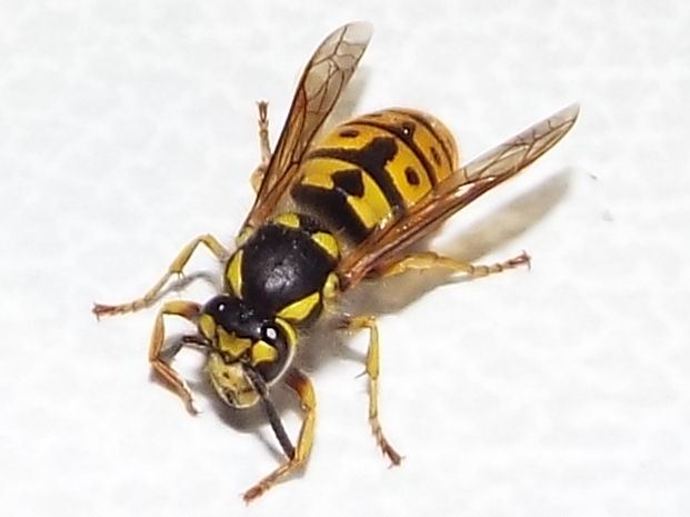 Vespula germanica (Vespidae)